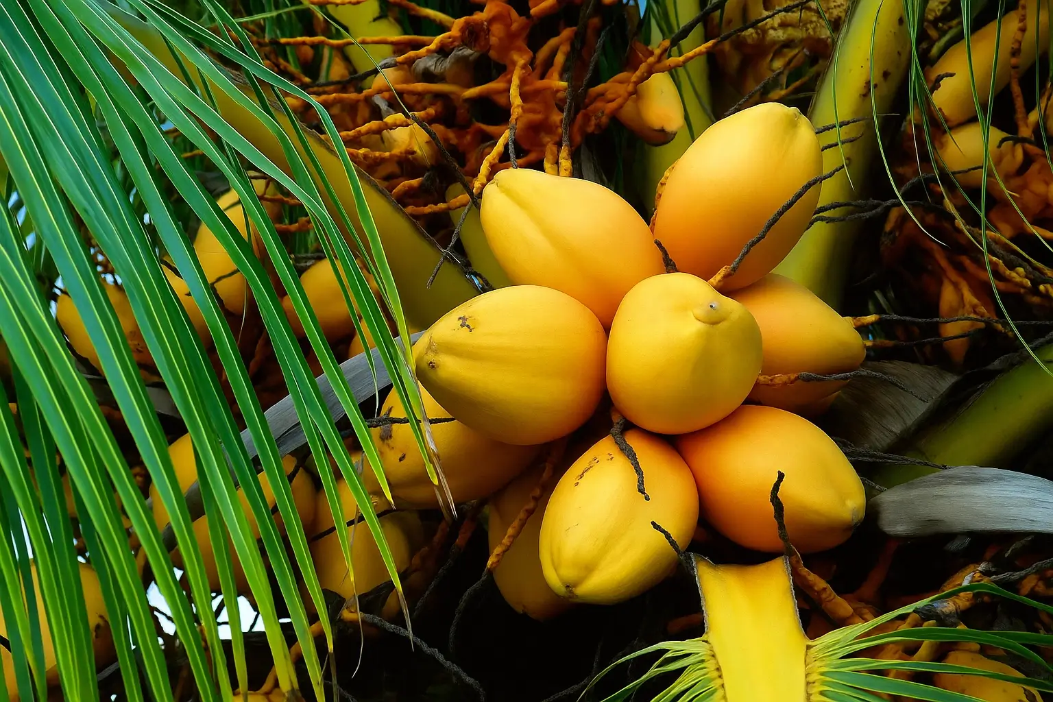 yellow coconut